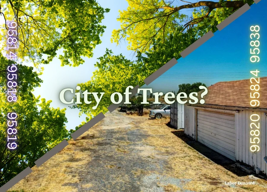 Graphic of trees and barren land that reads "City of trees?"